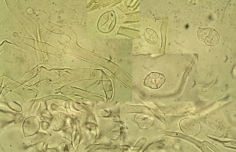 Dacrymyces ovisporus